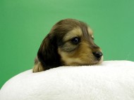 カニヘンダックス　子犬　シェーデットレット女の子