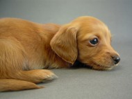 カニヘン 子犬 ゴールド女の子 カニヘン 子犬 ゴールド女の子