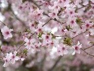 カニヘン　子犬　ブラタン女の子