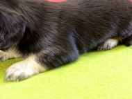 カニンヘンダックス 子犬 ブラッククリーム男の子 カニンヘンダックス 子犬 ブラッククリーム男の子