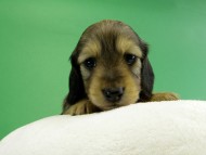 カニヘンダックス　子犬　シェーデットレット女の子