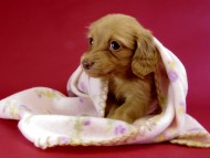 カニヘン ダックスフンド 子犬 ゴールド女の子