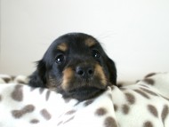 カニヘン　子犬　ブラタン女の子