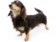 tn08さつき_J9A1243