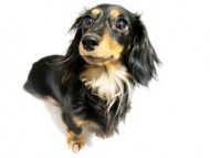 カニンヘンダックス 莉豆S