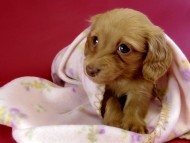 カニヘン ダックスフンド 子犬 ゴールド女の子