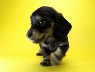 カニンヘン ダックスフンド 子犬 ブラッククリーム 女の子 カニンヘン ダックスフンド 子犬 ブラッククリーム 女の子