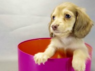 カニヘンダックス　子犬　クリーム　女の子