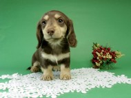 カニンヘン ダックス チョコ&クリーム女の子 カニンヘン ダックス チョコ&クリーム女の子