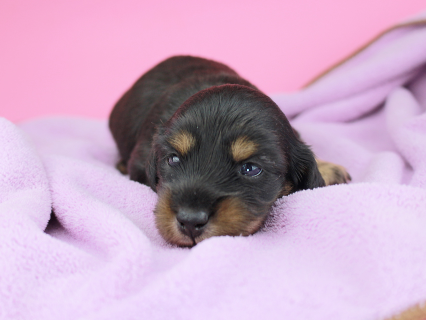 カニンヘンダックスフンド ナンシーcs & ナイトの子犬 ブラタン 女の子(2) お写真初登場264 カニンヘンダックスフンド ナンシーcs & ナイトの子犬 ブラタン 女の子(2) お写真初登場