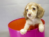 カニヘンダックス　子犬　クリーム　女の子