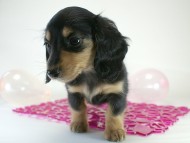 カニヘン 子犬 ブラクリ女の子 カニヘン 子犬 ブラクリ女の子