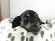 カニヘン　子犬　ブラタン女の子