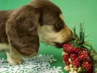 カニンヘン ダックス チョコ＆クリーム女の子