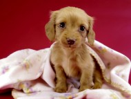 カニヘン ダックスフンド 子犬 ゴールド女の子