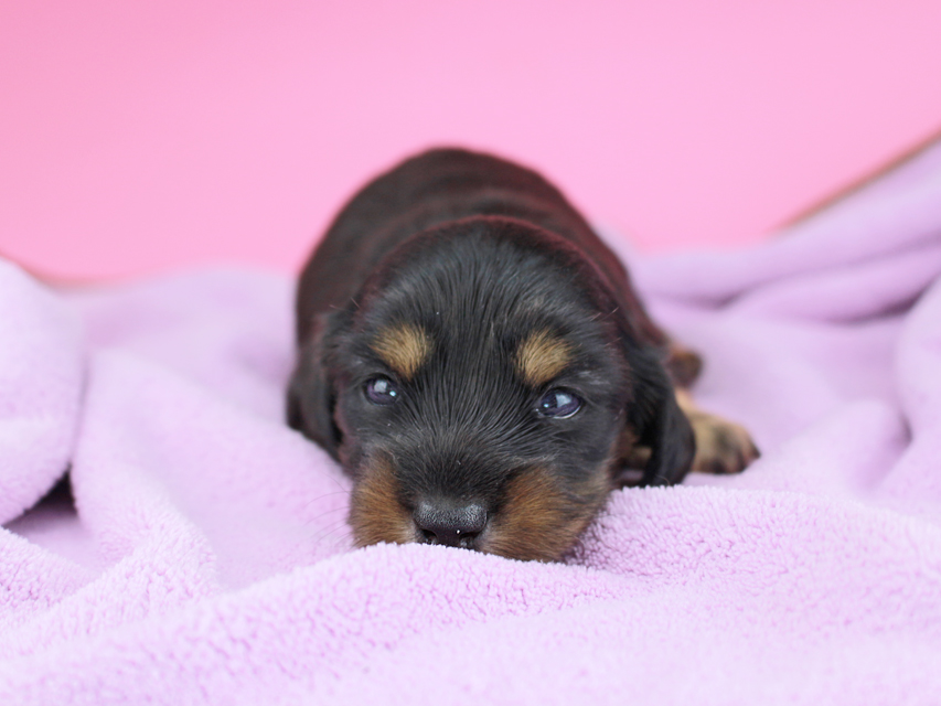 カニンヘンダックスフンド ナンシーcs & ナイトの子犬 ブラタン 女の子(2) お写真初登場268 カニンヘンダックスフンド ナンシーcs & ナイトの子犬 ブラタン 女の子(2) お写真初登場