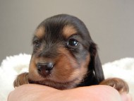 カニヘン子犬　ブラタン女の子　