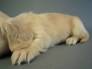 カニヘン　子犬　クリーム女の子