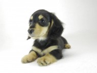 カニヘン 子犬 ブラクリ男の子 カニヘン 子犬 ブラクリ男の子