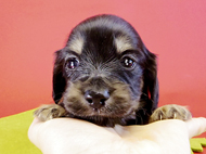 カニンヘンダックス 子犬 ブラッククリーム男の子 カニンヘンダックス 子犬 ブラッククリーム男の子