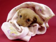 カニヘン ダックスフンド 子犬 ゴールド女の子