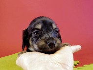 カニンヘンダックス　子犬　ブラッククリーム男の子