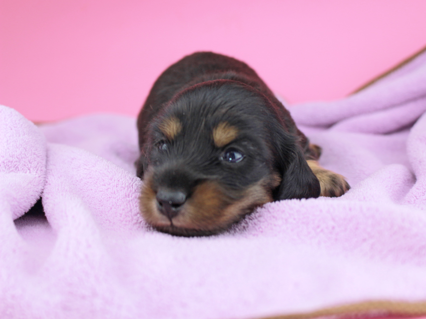 カニンヘンダックスフンド ナンシーcs & ナイトの子犬 ブラタン 女の子(2) お写真初登場275 カニンヘンダックスフンド ナンシーcs & ナイトの子犬 ブラタン 女の子(2) お写真初登場