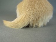 カニヘン　子犬　クリーム女の子