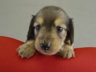 カニンヘン 子犬 ブラッククリーム男の子 カニンヘン 子犬 ブラッククリーム男の子