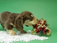 カニンヘン ダックス チョコ&クリーム女の子 カニンヘン ダックス チョコ&クリーム女の子