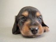 カニヘン子犬　ブラタン女の子　