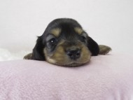 カニヘン 子犬 ブラクリ女の子 カニヘン 子犬 ブラクリ女の子