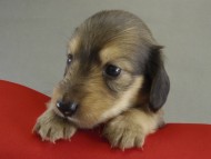 カニンヘン　子犬　ブラッククリーム男の子