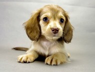 カニヘンダックス　子犬　クリーム　女の子