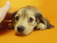 ミニチュワダックス Sクリーム女の子 ミニチュワダックス Sクリーム女の子