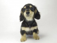 カニヘン　子犬　ブラクリ男の子