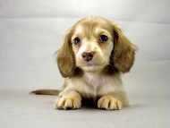 カニヘンダックス　子犬　クリーム　女の子