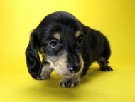 カニンヘン ダックスフンド 子犬 ブラッククリーム 女の子