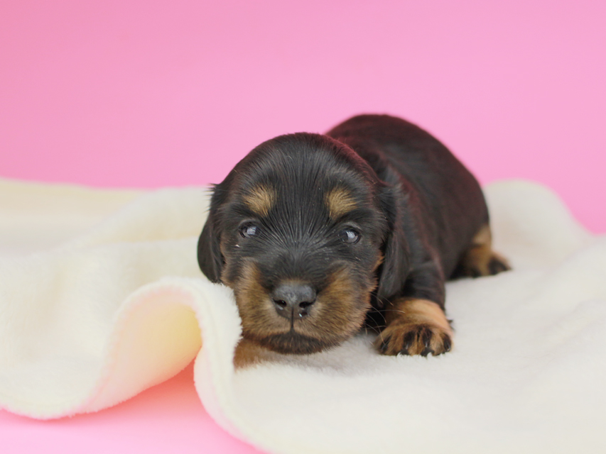 カニンヘンダックスフンド ナンシーcs & ナイトの子犬 ブラタン 女の子（3） お写真初登場