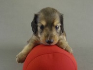 カニンヘン 子犬 ブラッククリーム男の子 カニンヘン 子犬 ブラッククリーム男の子