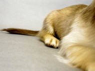 カニヘンダックス　子犬　クリーム　女の子