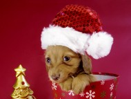 カニヘン ダックスフンド 子犬 ゴールド女の子