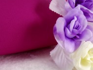 カニヘン 仔犬 クリーム女の子 カニヘン 仔犬 クリーム女の子