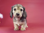 カニンヘンダックス 子犬 シェーデットクリーム男の子 カニンヘンダックス 子犬 シェーデットクリーム男の子