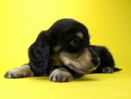 カニンヘン ダックスフンド 子犬 ブラッククリーム 女の子