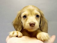 カニヘンダックス 子犬 クリーム 女の子 カニヘンダックス 子犬 クリーム 女の子