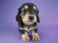 カニヘン 子犬 ブラクリ男の子 カニヘン 子犬 ブラクリ男の子