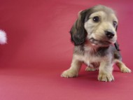 カニンヘンダックス　子犬　シェーデットクリーム男の子