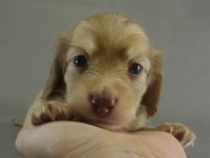 カニンヘン　子犬　Ｓクリーム男の子