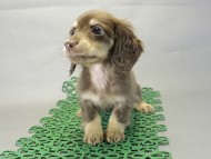 カニヘンダックス 子犬 チョコ&クリーム 女の子 カニヘンダックス 子犬 チョコ&クリーム 女の子